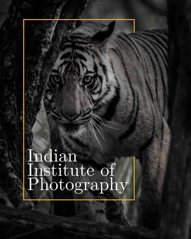Crafting Visual Narratives: Fine Arts Education in India and the Role of IIP in Shaping Gen Z Creatives