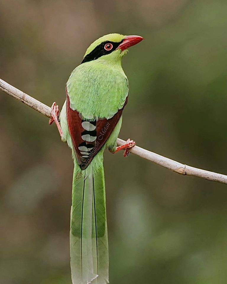 Nature never fails to amaze us with its vibrant hues and mesmerizing creatures!